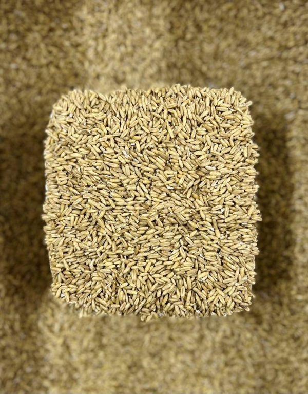 Avena para pajaro - bulto c/25 kg