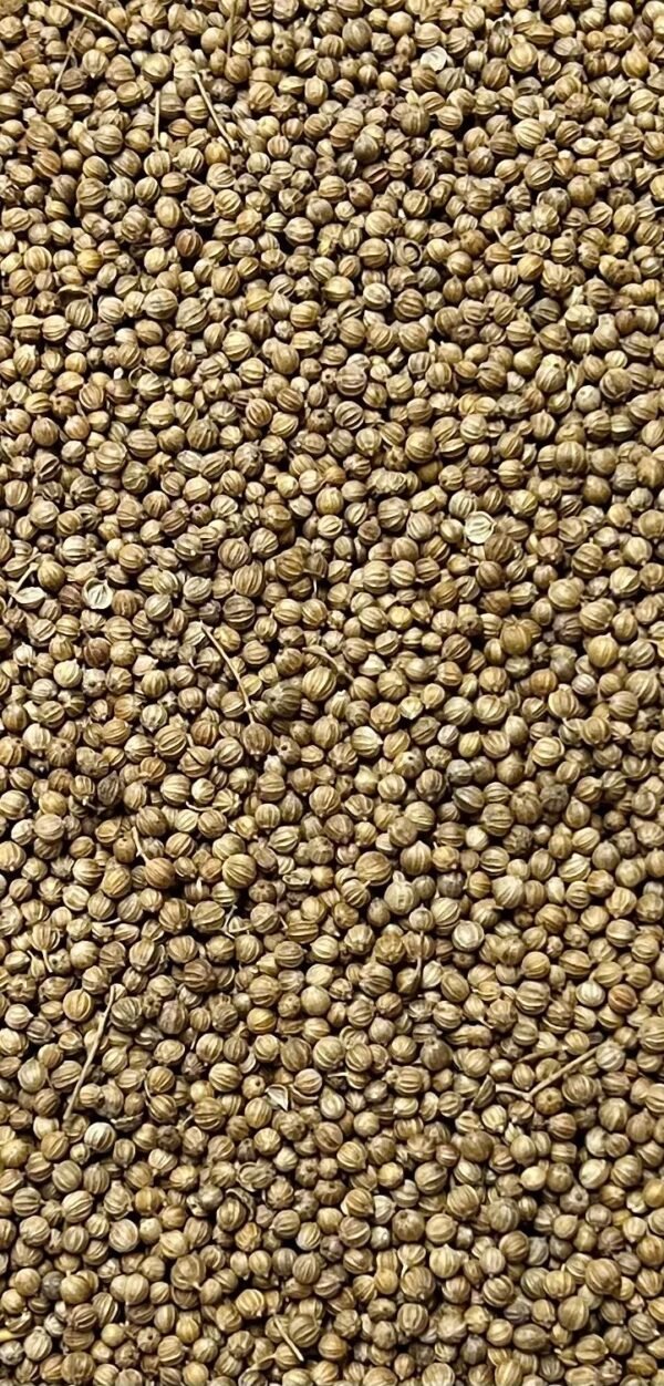 Semilla de cilantro