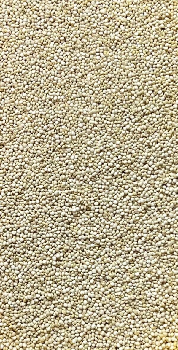 Quinoa bulto c/25 kg